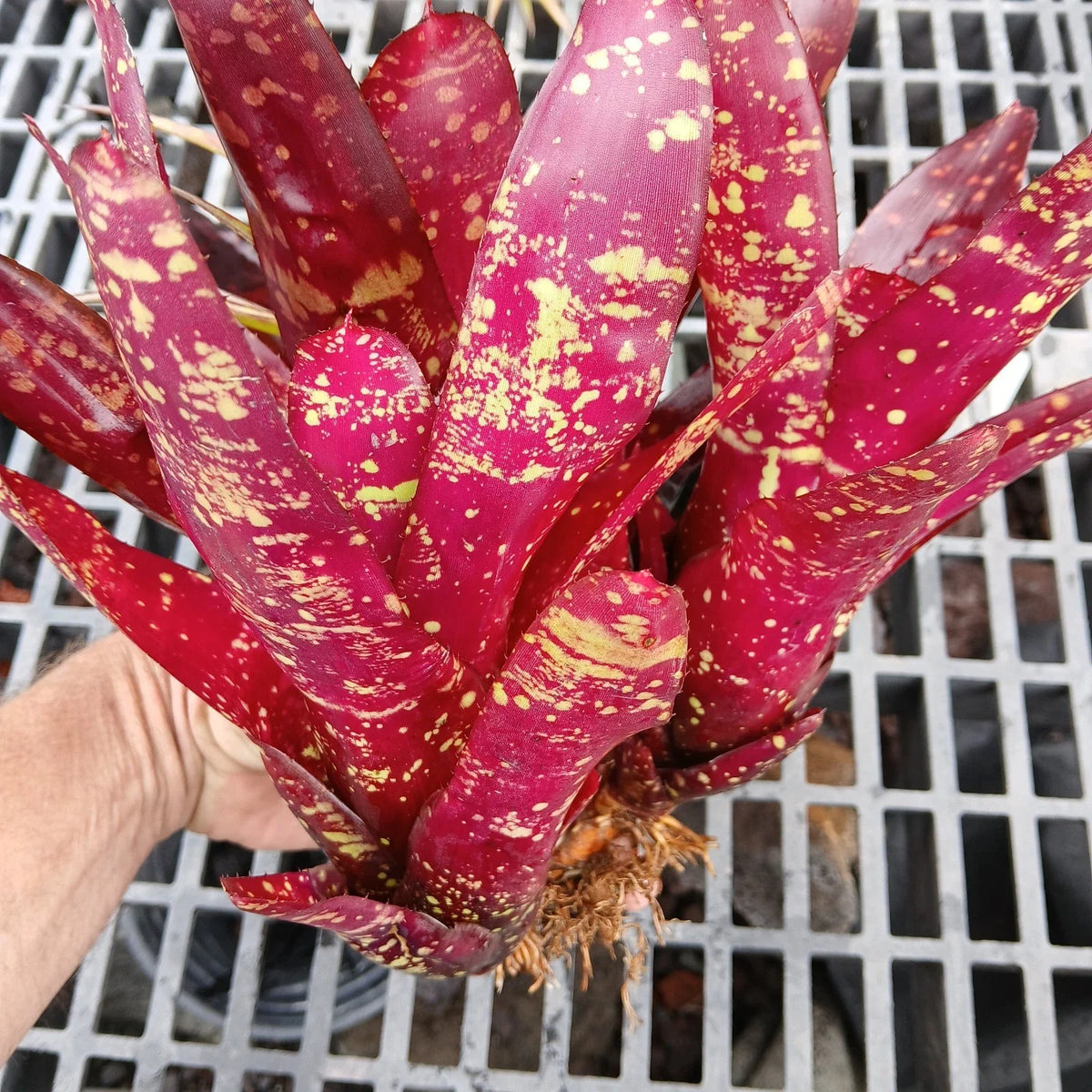 Large Bare Root Bromeliad Plants 3 Pc Set Red Neoregelia Burgundy Tropical Houseplant Neoregelia