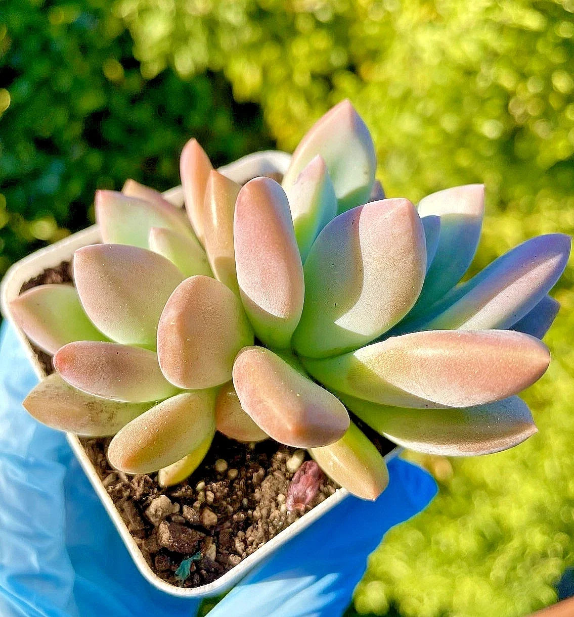 Graptoveria Opalina Succulent 2.5-Inch Live Plant - Rare Two-Headed Perennial - Low-Maintenance Houseplant - Graptoveria 'Opalina'