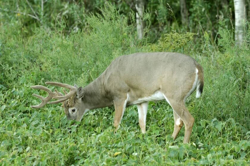 Deer Food Plot Seeds - Peas & Oats Cover Crop - Fast Growing Wildlife Forage - Pisum sativum & Avena sativa Seed Packet