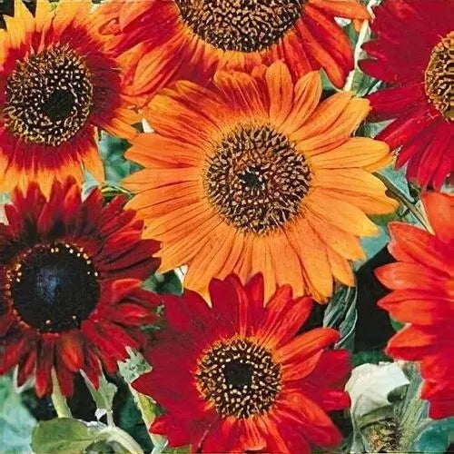 Sunflower Seeds 50+ Heirloom Earthwalker Non-GMO Cut Flower Helianthus annuus, USA Grown, Attracts Pollinators