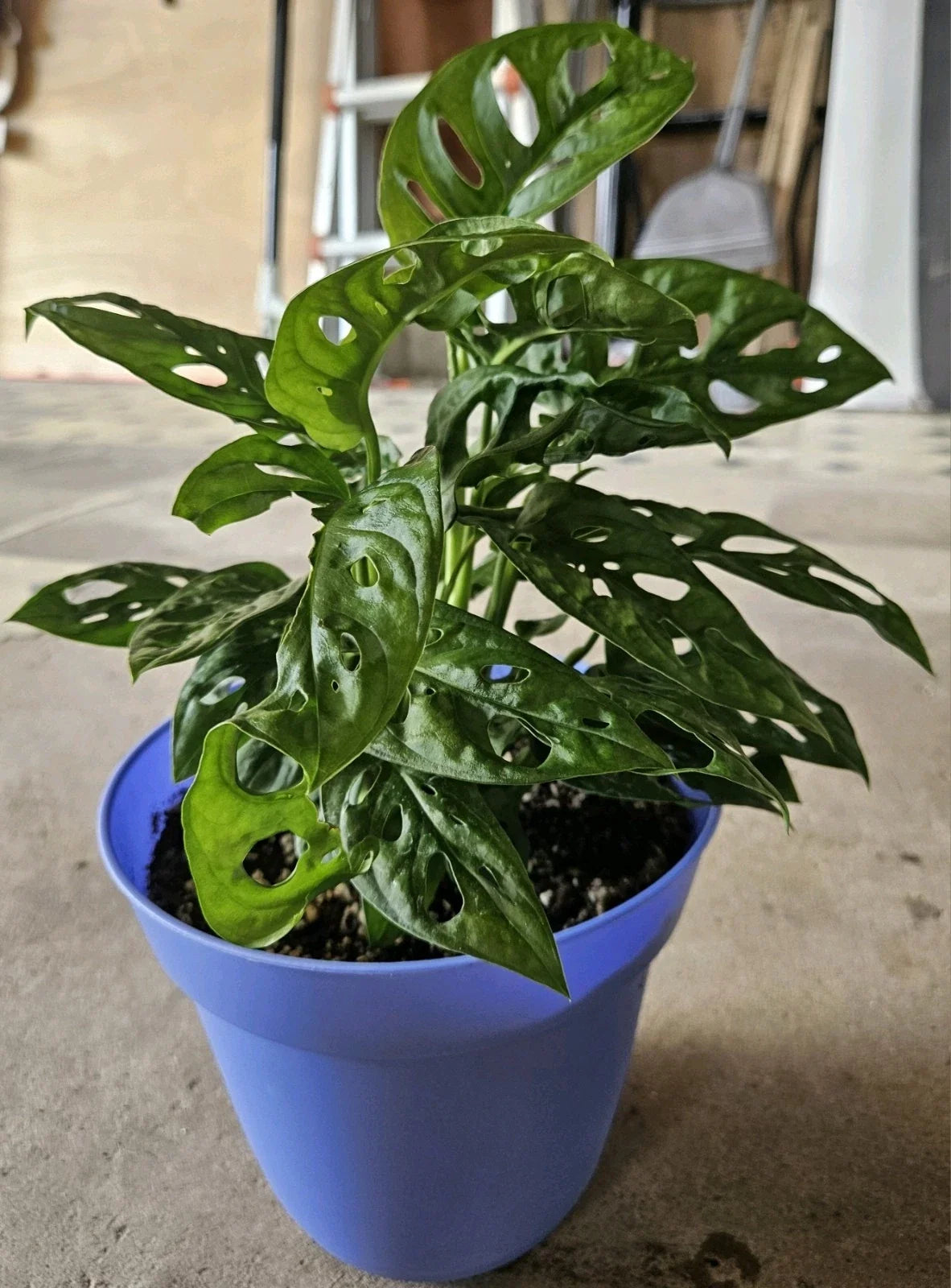 Monstera Deliciosa Live Plant Cuttings 5ct Unrooted Swiss Pothos Indoor Houseplant - Ideal for Propagation and Indoor Gardening