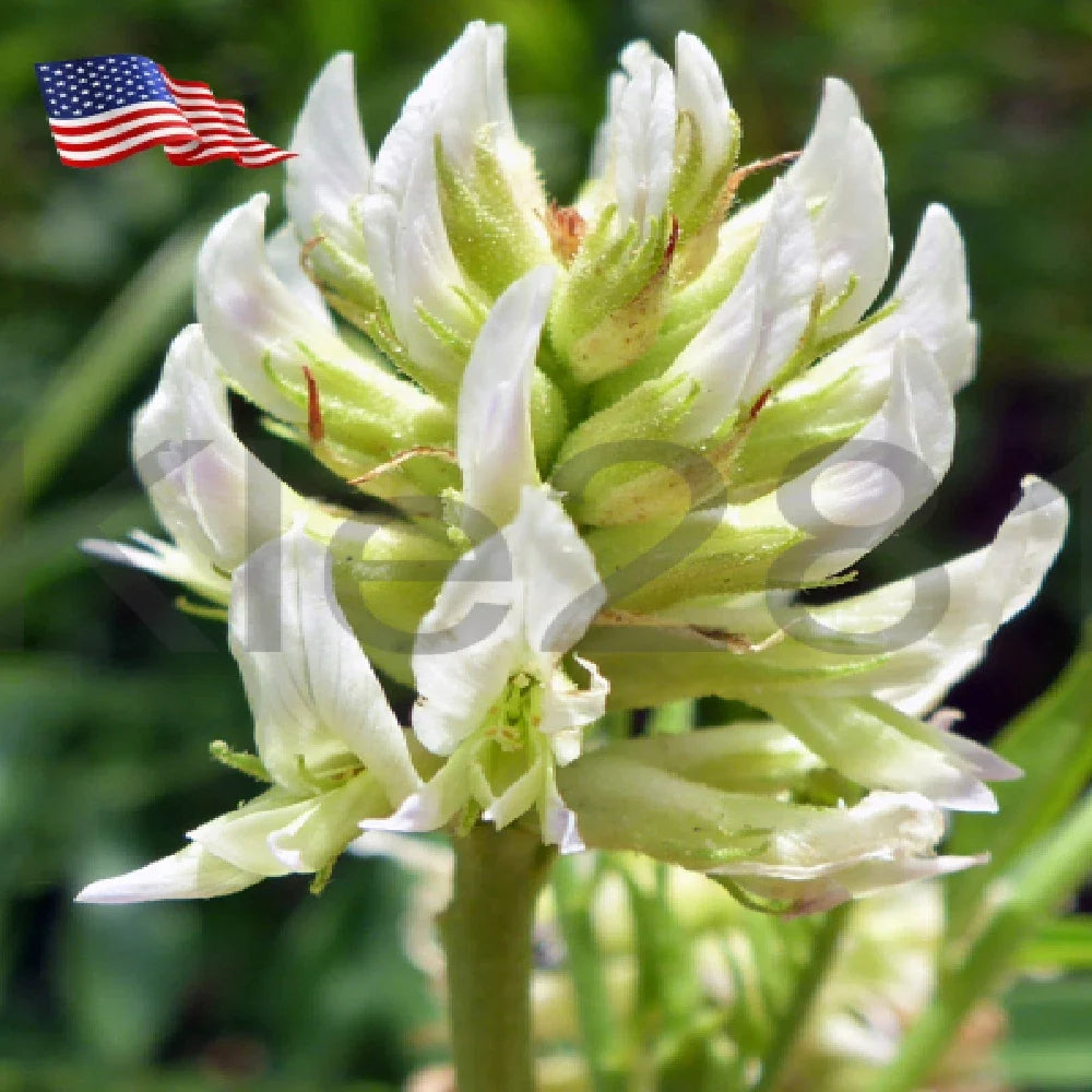 Licorice Root Plant - Live Perennial Sweetener - Glycyrrhiza Lepidota - Herbal Garden Addition - 4-Inch Pot