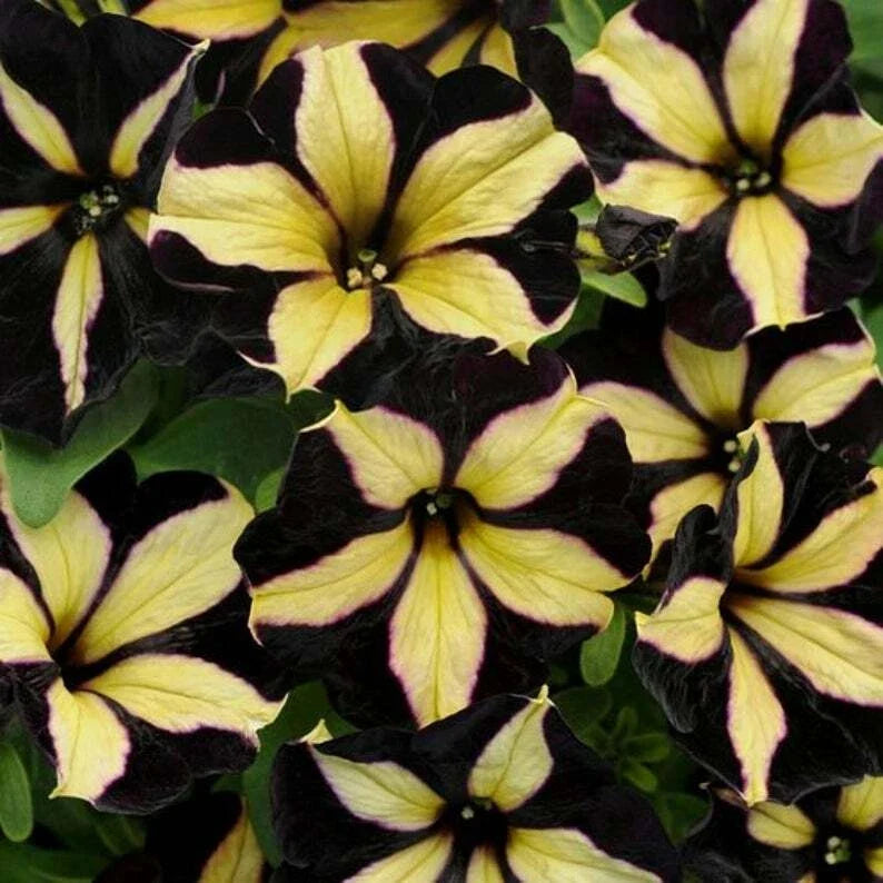 50 Black Yellow Petunia Seeds for Containers & Hanging Baskets - Petunia x hybrida - Easy to Grow Annual Seeds
