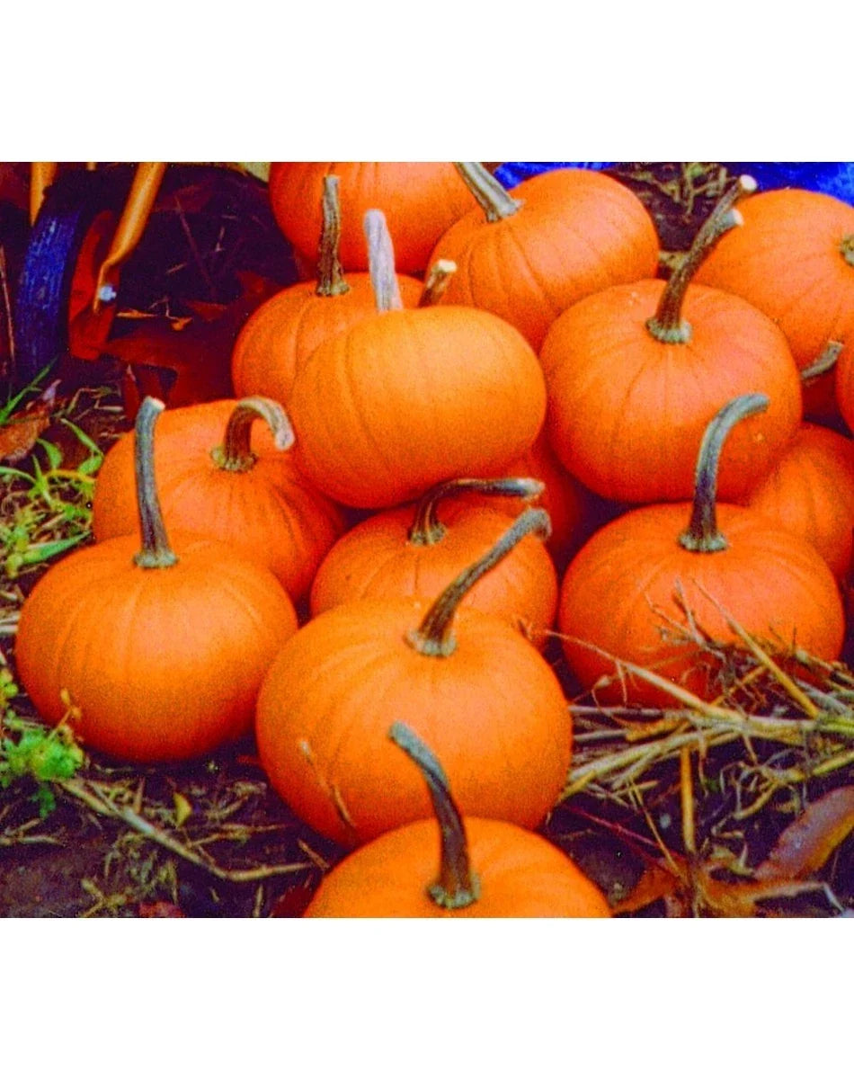 Baby Bear Pumpkin Seeds - 6 Inch Fruit - Cucurbita pepo - Ideal for Pies & Decorations - High Yield for Gardeners