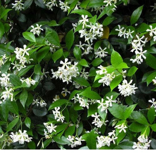 Star Jasmine Cuttings - 10 Pack - Fragrant Vines - Trachelospermum jasminoides - Easy to Grow, Perfect for Garden or Indoor Use