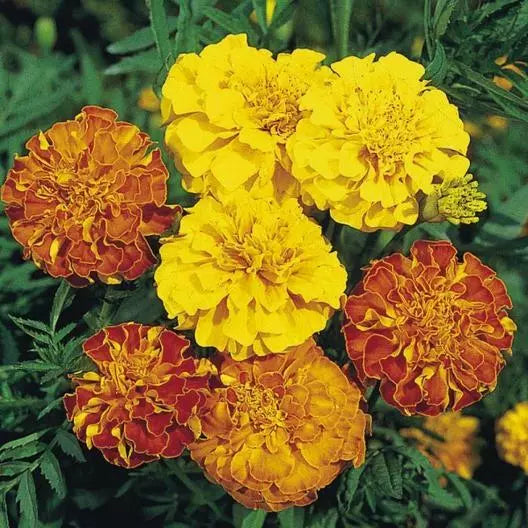French Marigold Seeds 200 Count Bonita Mix Dwarf Heirloom Non-GMO Tagetes patula for Gardens and Containers