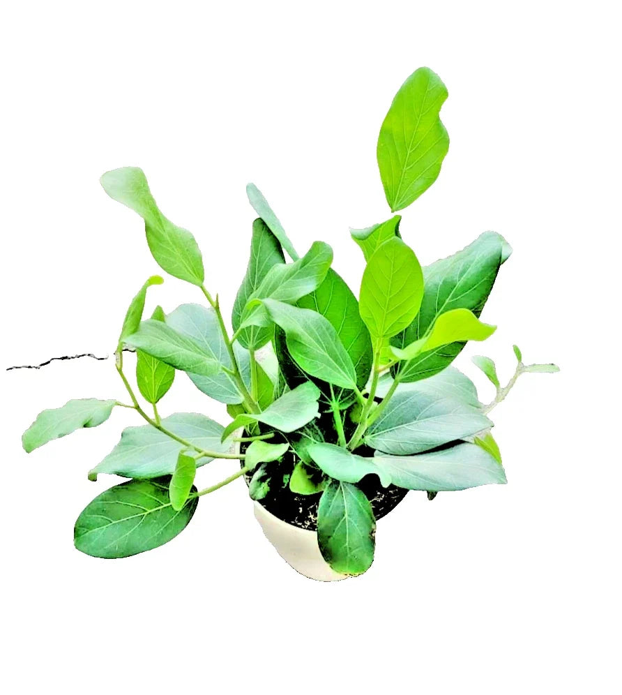 Ficus Audrey Live Plant 4" Pot, Fiddle Leaf Fig, Ornamental Tree, Ficus benghalensis, Compact Indoor Houseplant