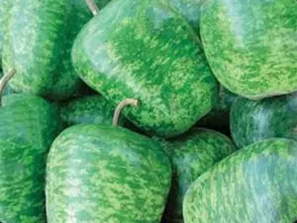 Large Apple Gourd Seeds - Pack of 25 - Lagenaria siceraria - Non-GMO, Easy to Grow, Ideal for Crafts and Decoration