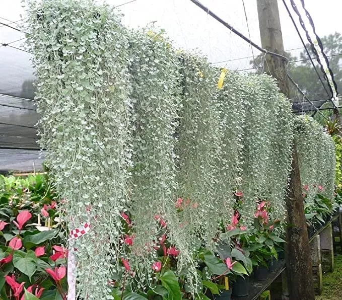Silver Falls Dichondra Seeds - 10 Seeds - Weeping Plant for Baskets & Ground Cover - Dichondra argentea