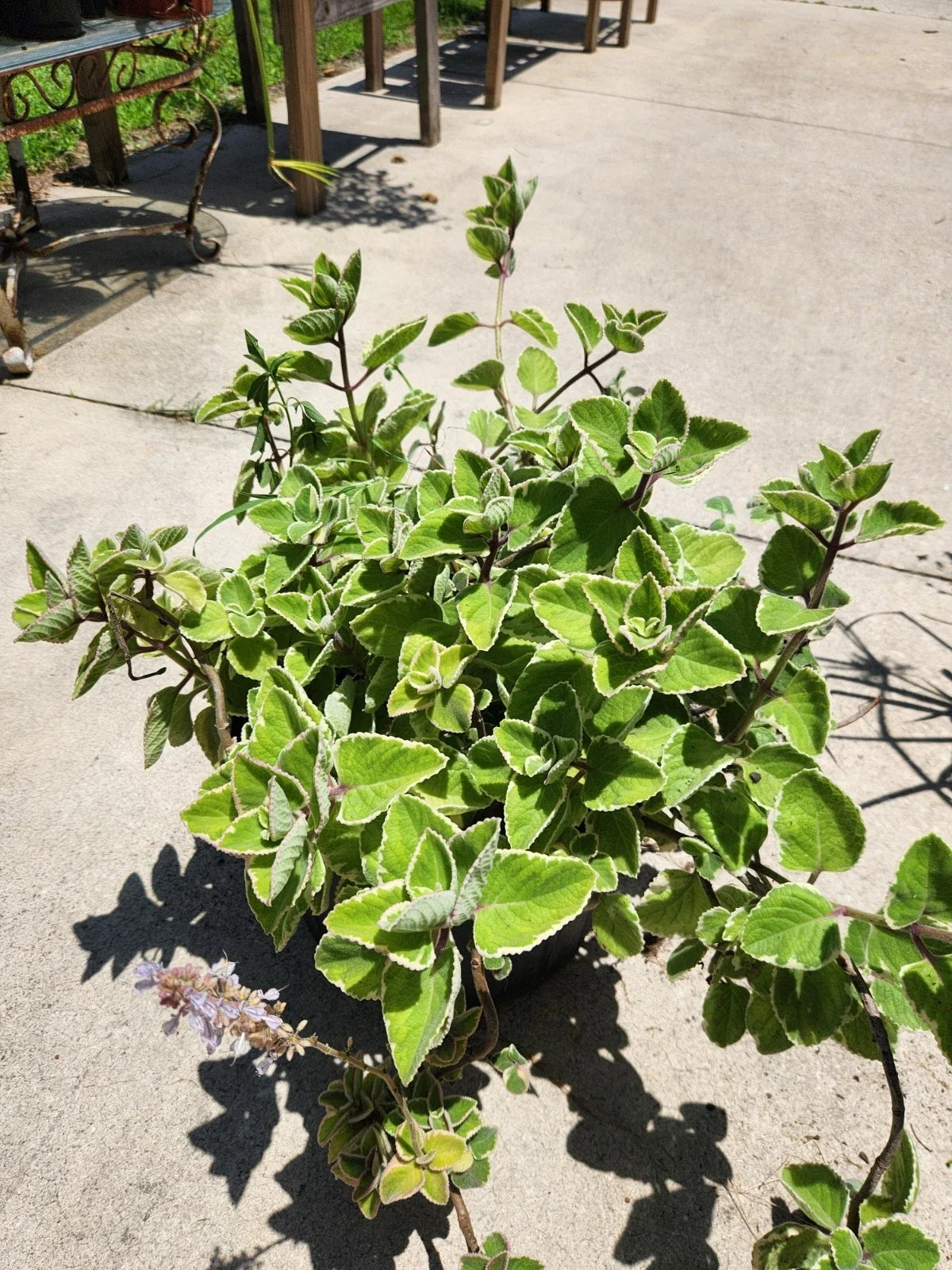 Fresh Unrooted Cutting Variegated Cuban Oregano Plectranthus amboinicus Aromatic Herb for Culinary Use