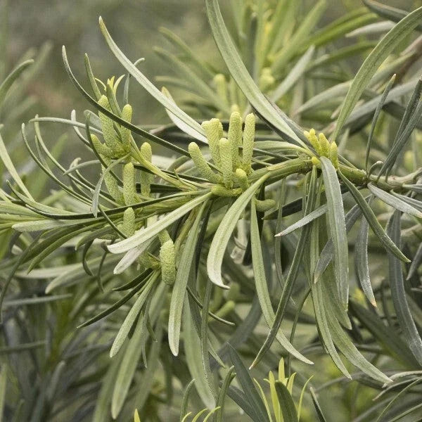 Live Starter Plant Set of 2 - Yew Plum Pine - Podocarpus macrophyllus - Evergreen, Low Maintenance Garden Accent