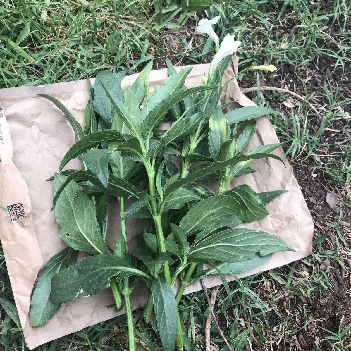 Mexican Petunia Cuttings - 4 Live 6" to 8" Ruellia Tuberosa - Rare Unrooted Plant Cuttings for Garden Display
