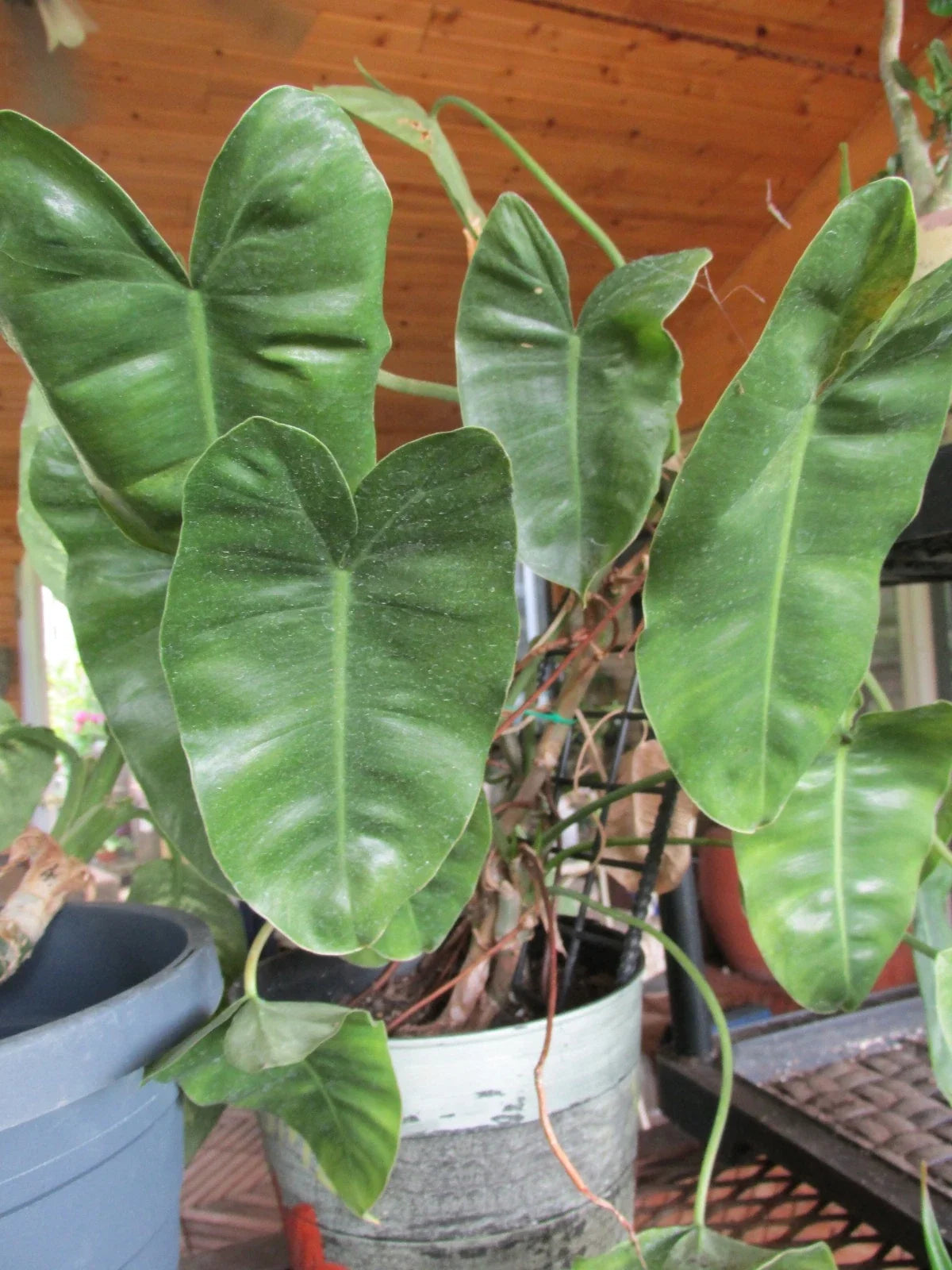 Arrowhead Philodendron Rooted Cuttings - Large Leaf - Philodendron domesticum - Tropical Indoor Plant