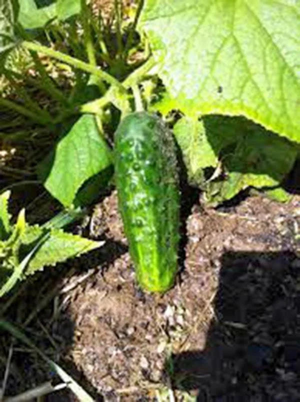 Cucumber Seeds 500 Count, Boston Pickling Heirloom, Non-GMO, Cucumis sativus - Perfect for Pickling and Home Gardening