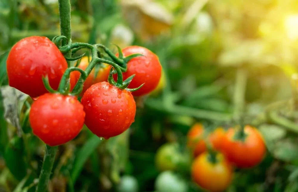 Tiny Tim Tomato Seeds - 100+ Seeds - Dwarf Variety - Solanum lycopersicum - Garden, Container, Easy to Grow