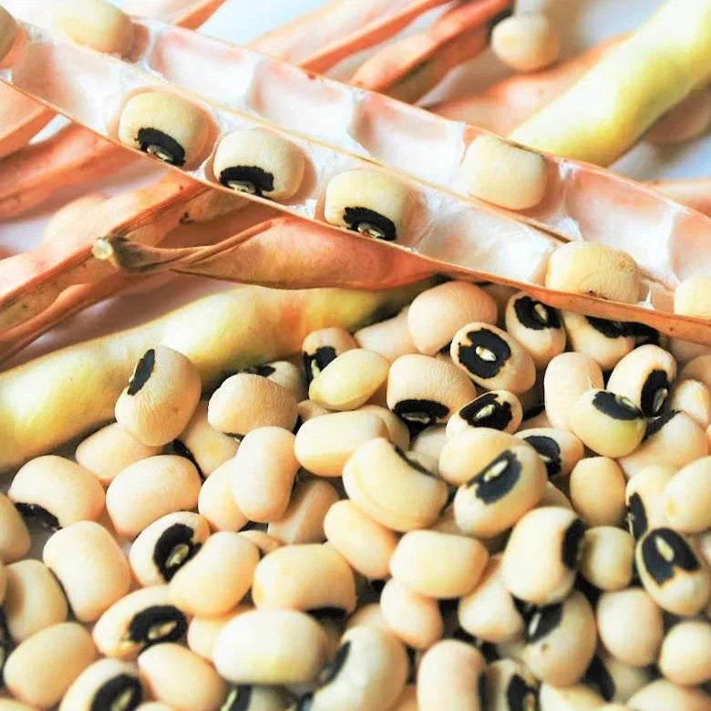 California Black Eyed Cowpea Seeds - 50+ Count - Drought-Resistant Legume - Vigna unguiculata - Ideal for 2025 Planting