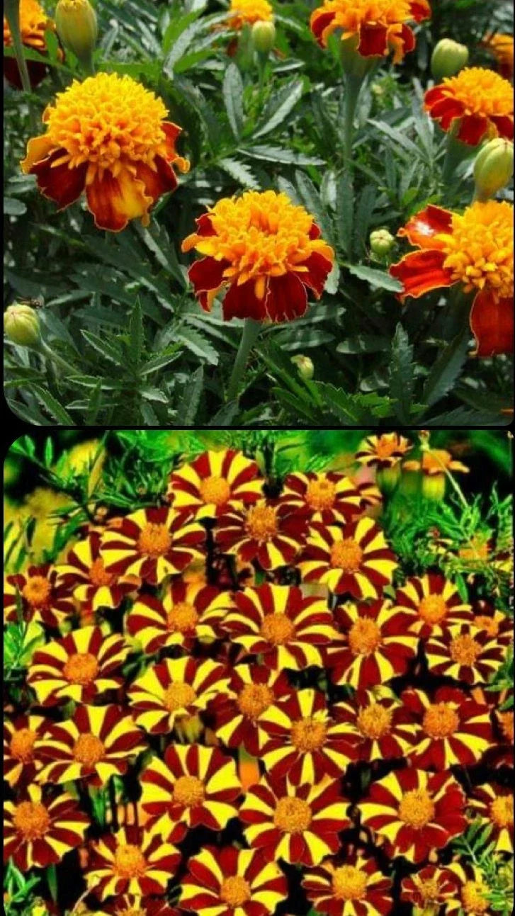 French Marigold Seeds Mix - 200 Non-GMO Seeds - Court Jester & Double Dwarf - Tagetes patula - Vibrant Garden Flowers