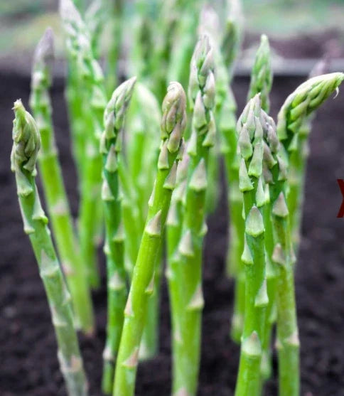 Asparagus Seeds 50 Count Mary Washington Perennial Heavy Yields Asparagus officinalis for Home Gardens