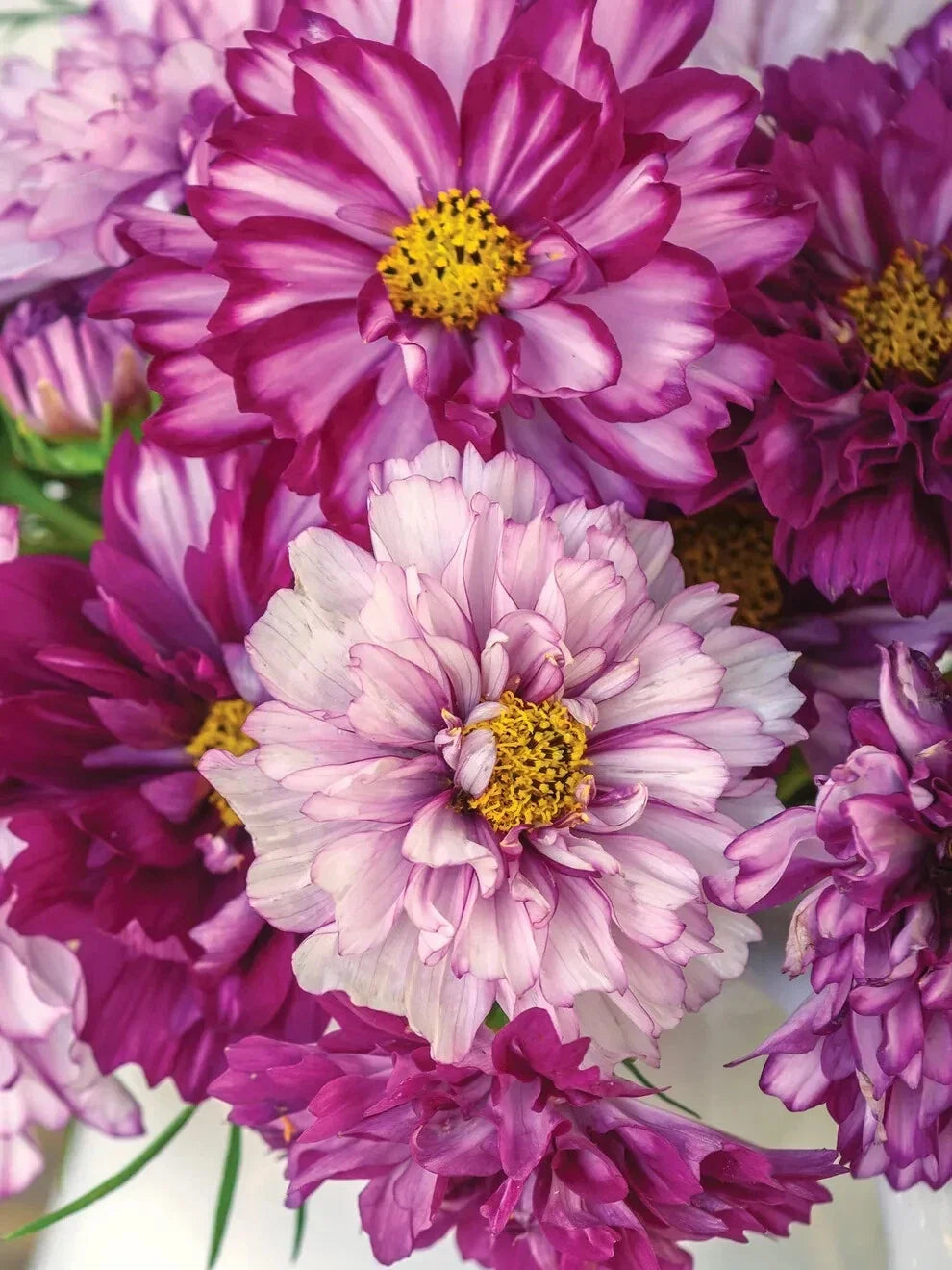 Cosmos Seeds - 200+ Count - Double Click Bicolor Violet - Cosmos bipinnatus - Non-GMO Garden Flower Seeds - USA