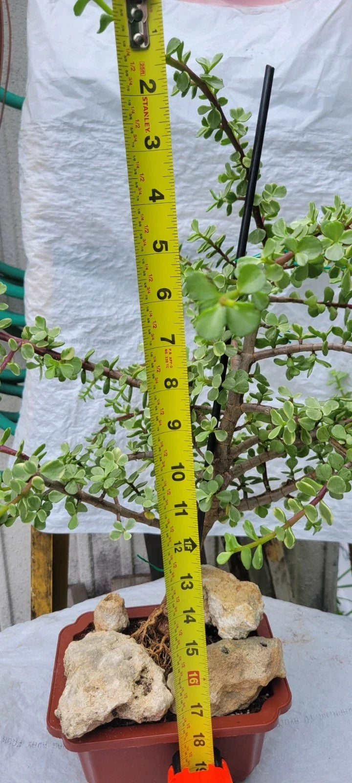 Variegated Portulacaria Afra Mini Jade Tree | Rare Elephant Bush Succulent Plant | Portulacaria afra variegated