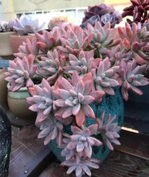 Live Succulent Plant - Rooted Graptosedum 'Francesco Baldi' - Green and Red Variegation - Easy Care Indoor Decor