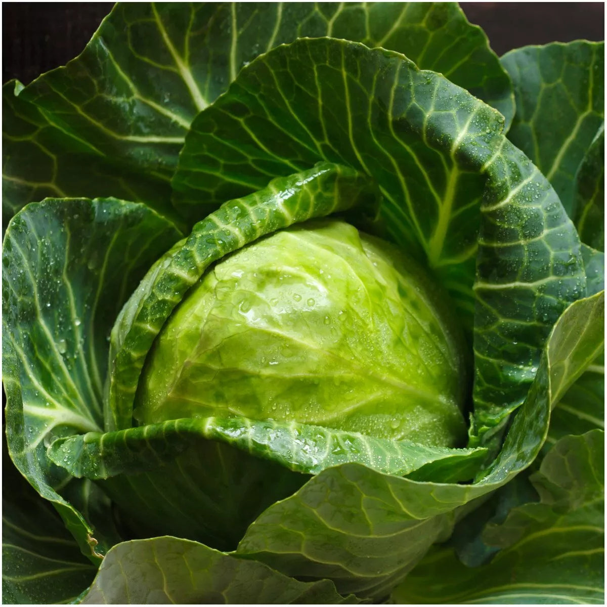 Early Round Dutch Cabbage Seeds - 300+ Non-GMO Vegetable Seeds for Planting, Brassica oleracea var. capitata