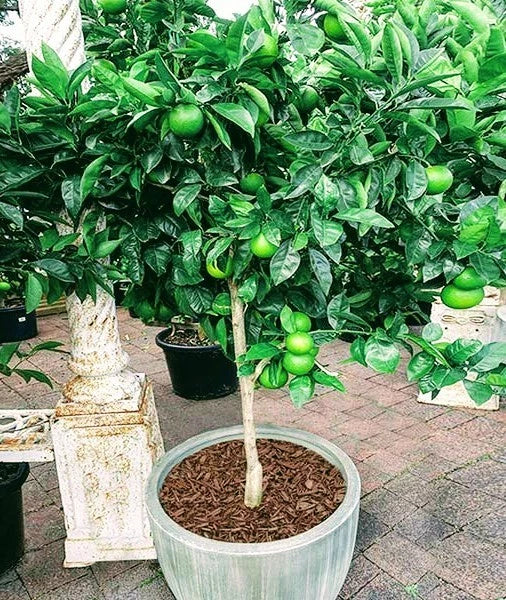 Thornless Key Lime Tree - Live Citrus Plant - Fruiting Variety - Citrus aurantiifolia - Ideal for Container Gardening