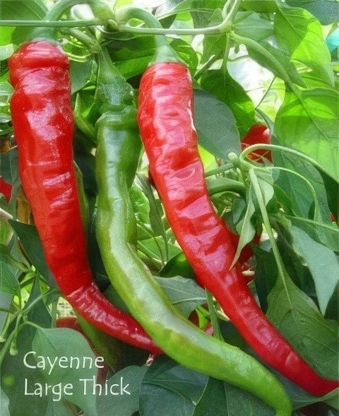 Cayenne Pepper Seeds Packet - 100+ Organic Heirloom Large Red Thick - Capsicum annuum - Spicy Culinary Gardening