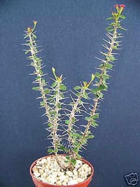Euphorbia guillemetii Hybrid Succulent Plant in 4" Pot - Rare Drought-Tolerant Houseplant, Unique Texture, Indoor/Outdoor Garden