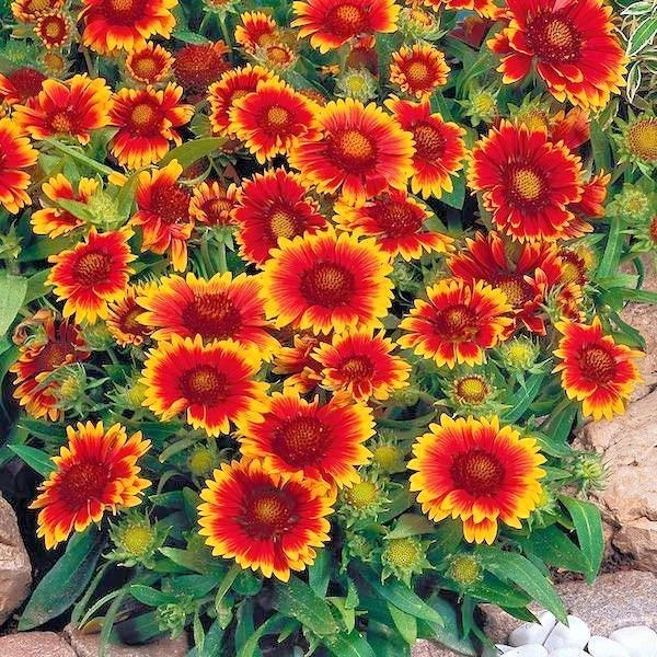 Blanket Flower Seeds - 201+ Count - Drought Tolerant Perennial - Gaillardia aristata - Easy for Containers & Pollinator Friendly