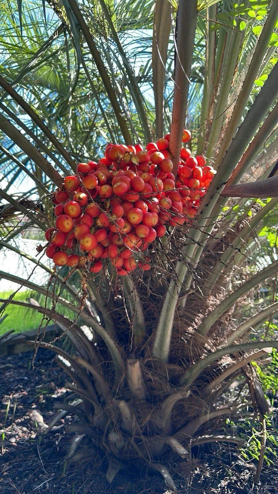 Pindo Palm Sapling 6-12in Jelly Palm Butia capitata Tropical Indoor/Outdoor Plant Low Maintenance Drought Resistant