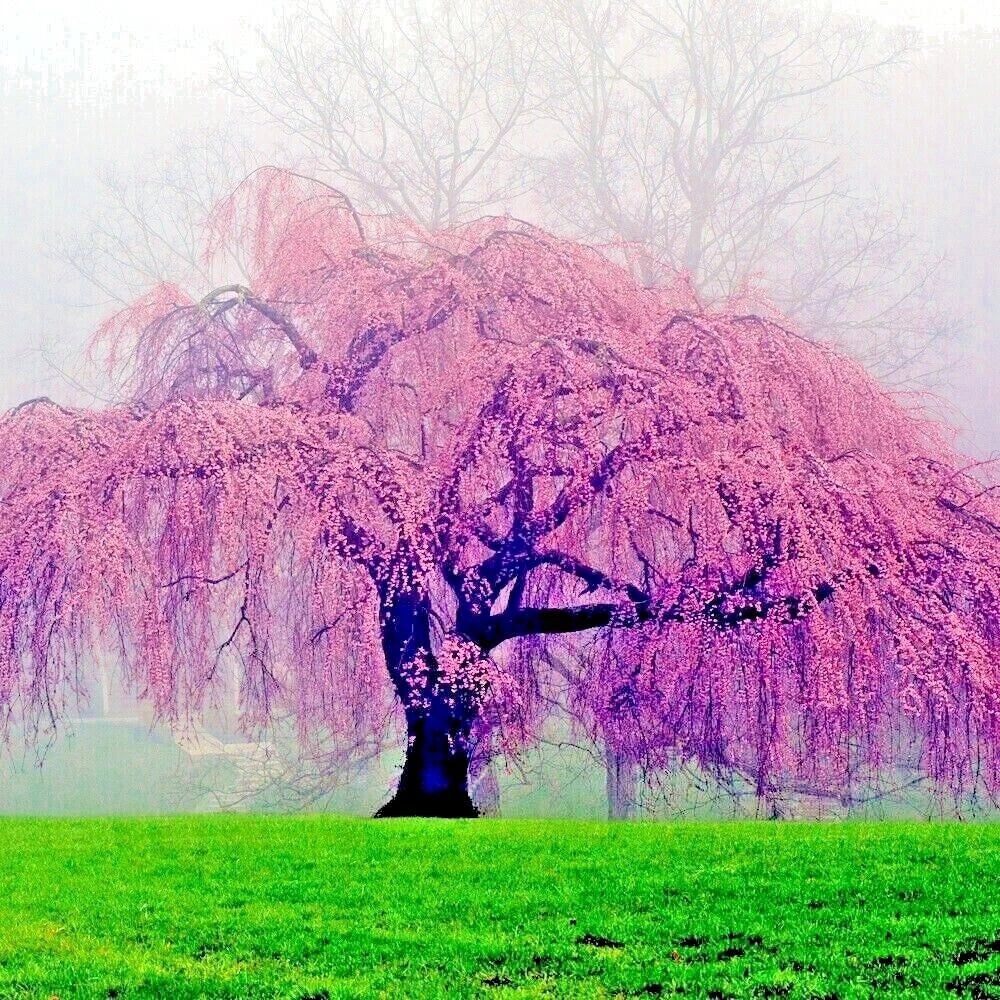 Weeping Sakura Cherry Blossom Seeds - Pendula Variety - Prunus pendula - Fast Growing Hardy Flowering Plant - 20 Seeds