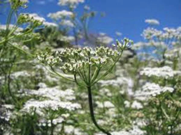 Heirloom Cumin Seeds Pack - Non-GMO 50+ Seeds for Growing Cuminum cyminum - Aromatic Culinary Herb