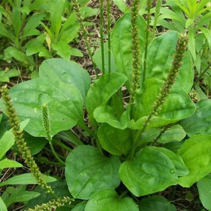 Bare Root Plants - 3 PCs Broadleaf Plantain - Plantago Major - Hardy Perennial for Garden, Culinary & Medicinal Use