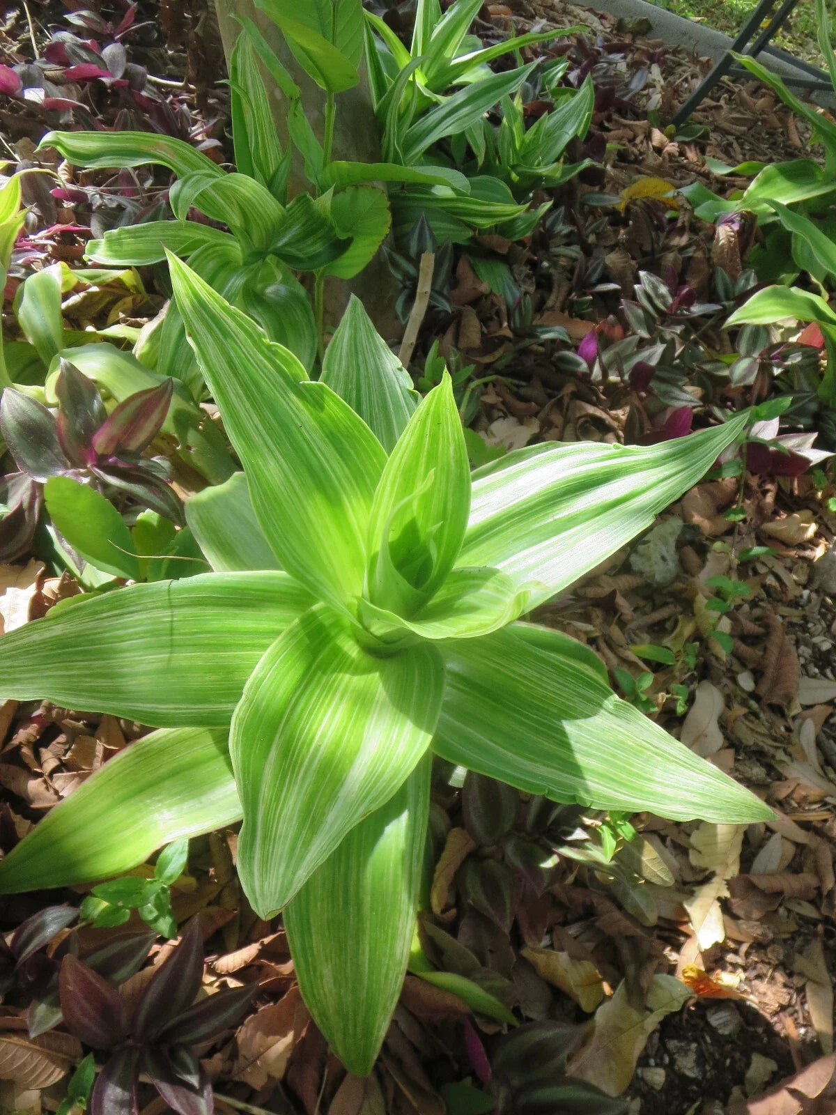 Variegated Callisia fragrans Basket Plant - 4-Inch Pots with 2 Pups - Unique Indoor Houseplant for Home Decor