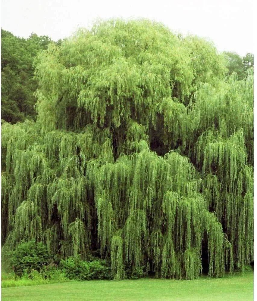 Golden Weeping Willow Trees 2 Pack - Live Plants with Arching Foliage - Salix babylonica 'Golden' - Ideal for Gardens
