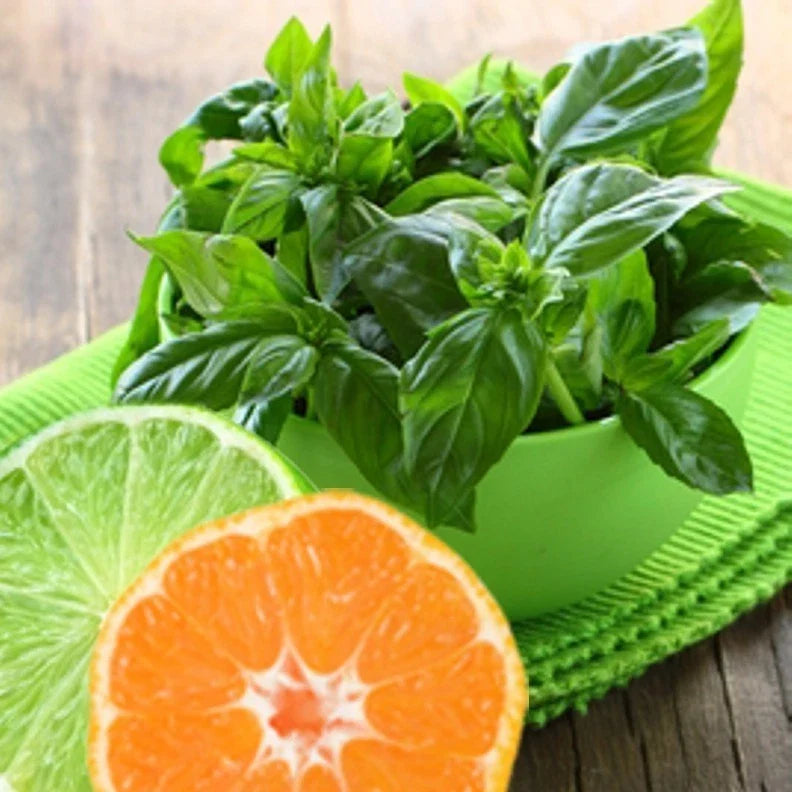 Lime Basil Seeds - 100 Pack - Citrus Flair - Ocimum basilicum var. citriodorum - Gourmet Cooking Herb for Home Gardening