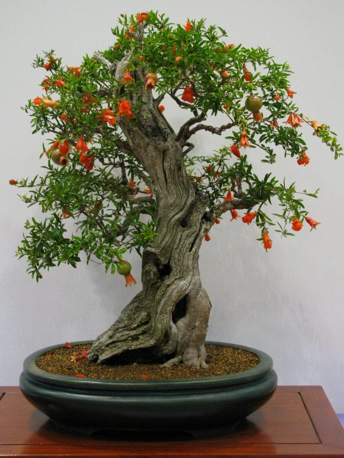 Pomegranate Bonsai Seeds - 20 Edible Fruit Seeds - Punica granatum - Grow Your Own Miniature Tree
