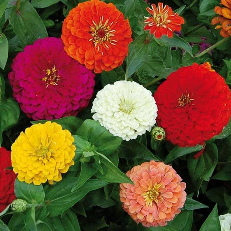 California Giant Mix Zinnia Seeds - 100+ Flower Seeds - Vibrant Colors - Zinnia elegans - Easy to Grow, Attracts Pollinators