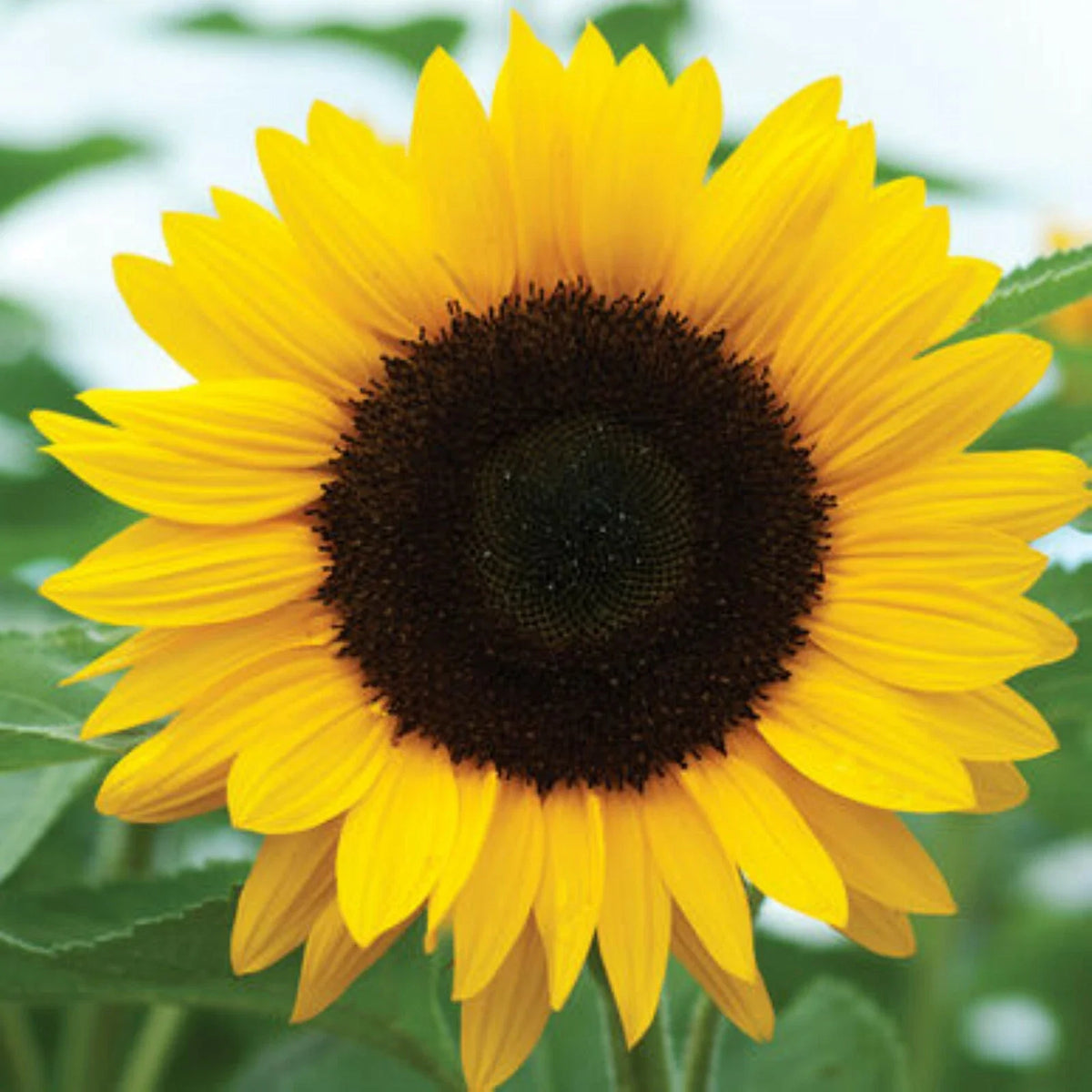 Sunflower Seeds for Planting - 50 Count Black Oil Mammoth - Helianthus annuus - Giant Blooms for Garden & Wildlife