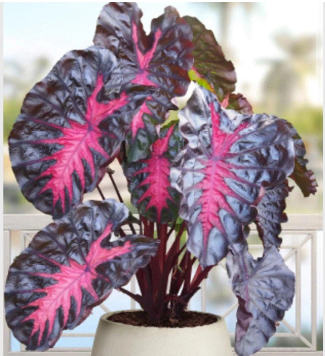 Small Rooted Starter Plant - Elephant Ear - Colocasia esculenta - Tropical Houseplant - Indoor Live Plant