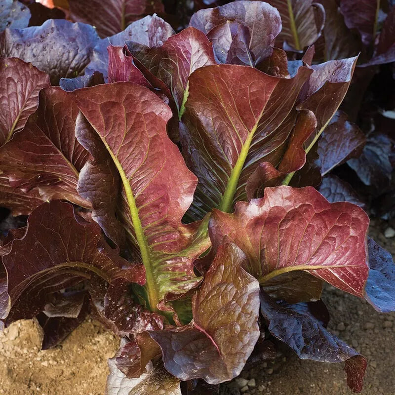 Red Romaine Lettuce Seeds 600+ Heirloom Organic Seeds, Lactuca sativa, Non-GMO Vegetable Garden Planting