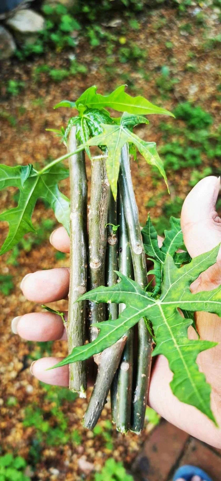 Tree Spinach Cuttings - Edible Chaya - Cnidoscolus aconitifolius - Nutrient-Rich Perennial Green for Garden & Culinary Use