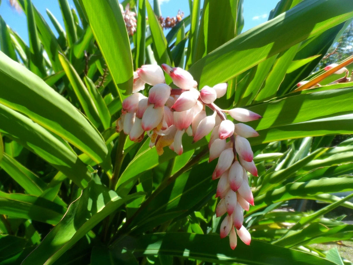 Live Shell Ginger Plant Rhizome - Alpinia Zerumbet - Exotic Porcelain Lily with Fragrant Flowers for Tropical Gardens