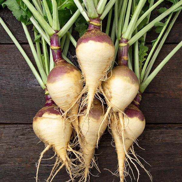 Rutabaga Seeds Pack - 500+ Helenor Variety for Garden Planting - Brassica napus - Non-GMO, USA Grown, Easy to Cultivate