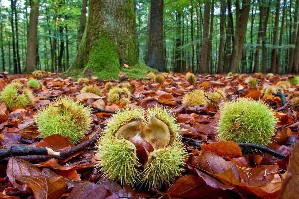 Colossal Chestnut Tree Seeds - Large Size - Castanea sp Colossal - Grow Huge Chestnuts for Roasting and Cooking