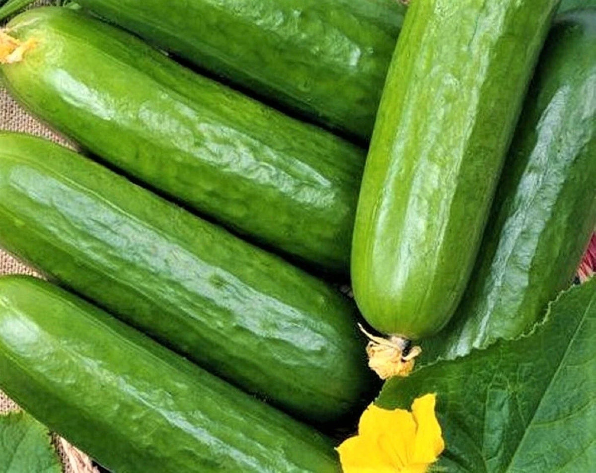 Marketer Cucumber Seeds - 60+ Non-GMO Heirloom Seeds - Cucumis sativus - Perfect for Home Gardens