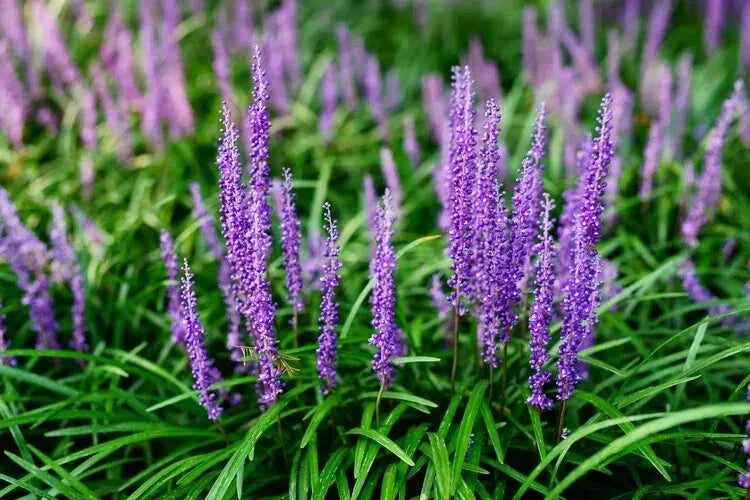 Liriope Monkey Grass Plants - 25 Bare Root Lilyturf Spicata - Drought-Resistant Ground Cover for Full Sun, Erosion Control