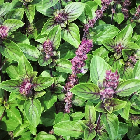 Persian Basil Seeds - Reyhan Variety - 100% Organic Culinary Herb - Ocimum basilicum var. purpurascens - Perfect for 2025 Planting