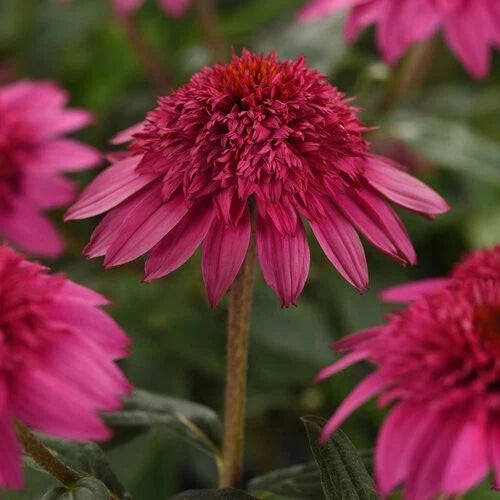 Watermelon Coneflower Seeds - 50 Perennial Echinacea purpurea - Vibrant Pink Blooms - Attracts Pollinators - Non-GMO